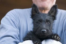 image of scottish_terrier #14