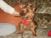 image of yorkshire_terrier #12