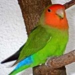 image of bird