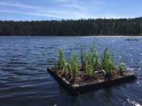image of wetland