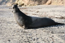 image of animal