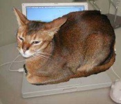 image of animal