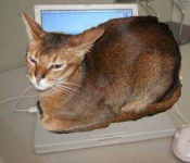 image of abyssinian #8