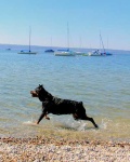 image of rottweiler