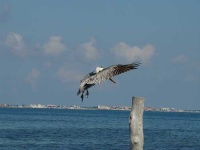 image of pelican