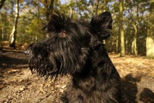 image of scotch_terrier