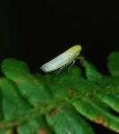 image of leafhopper