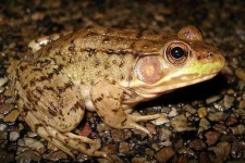 image of tailed_frog