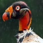 image of bird