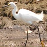 image of bird