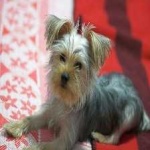 image of animal