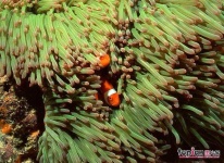 image of sea_anemone