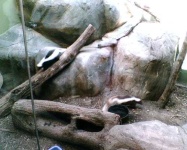image of skunk