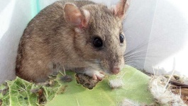 image of animal