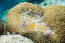 image of brain_coral #7