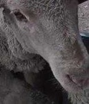 image of animal