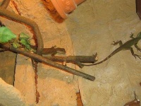 image of agama