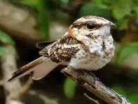image of nightjar