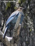 image of jay