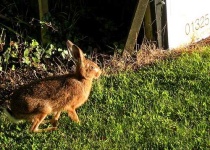 image of hare