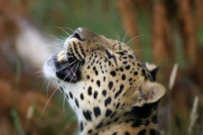 image of jaguar_car
