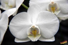 image of moon_orchid #10