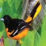 image of bird