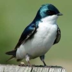 image of bird
