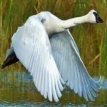 image of bird