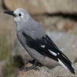 image of bird