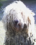 image of komondor