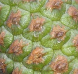 image of texture