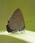 image of lycaenid