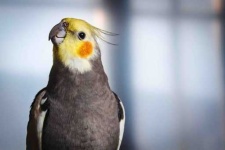 image of cockatiel