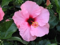 image of flower