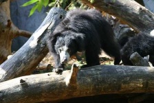 image of sloth_bear #3