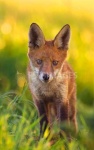 image of red_fox