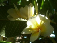 image of flower