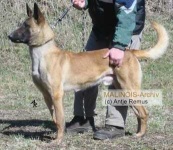 image of dingo