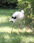 image of white_stork