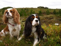 image of blenheim_spaniel