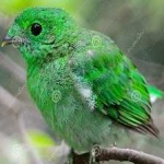 image of bird