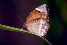 image of butterfly #30