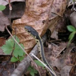 image of garter_snake #20