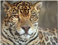 image of jaguar_car