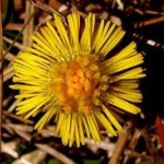 image of flower