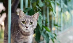 image of feral_cats