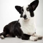 image of animal