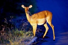 image of impala