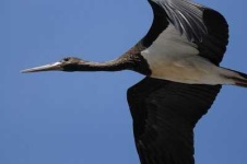image of black_stork